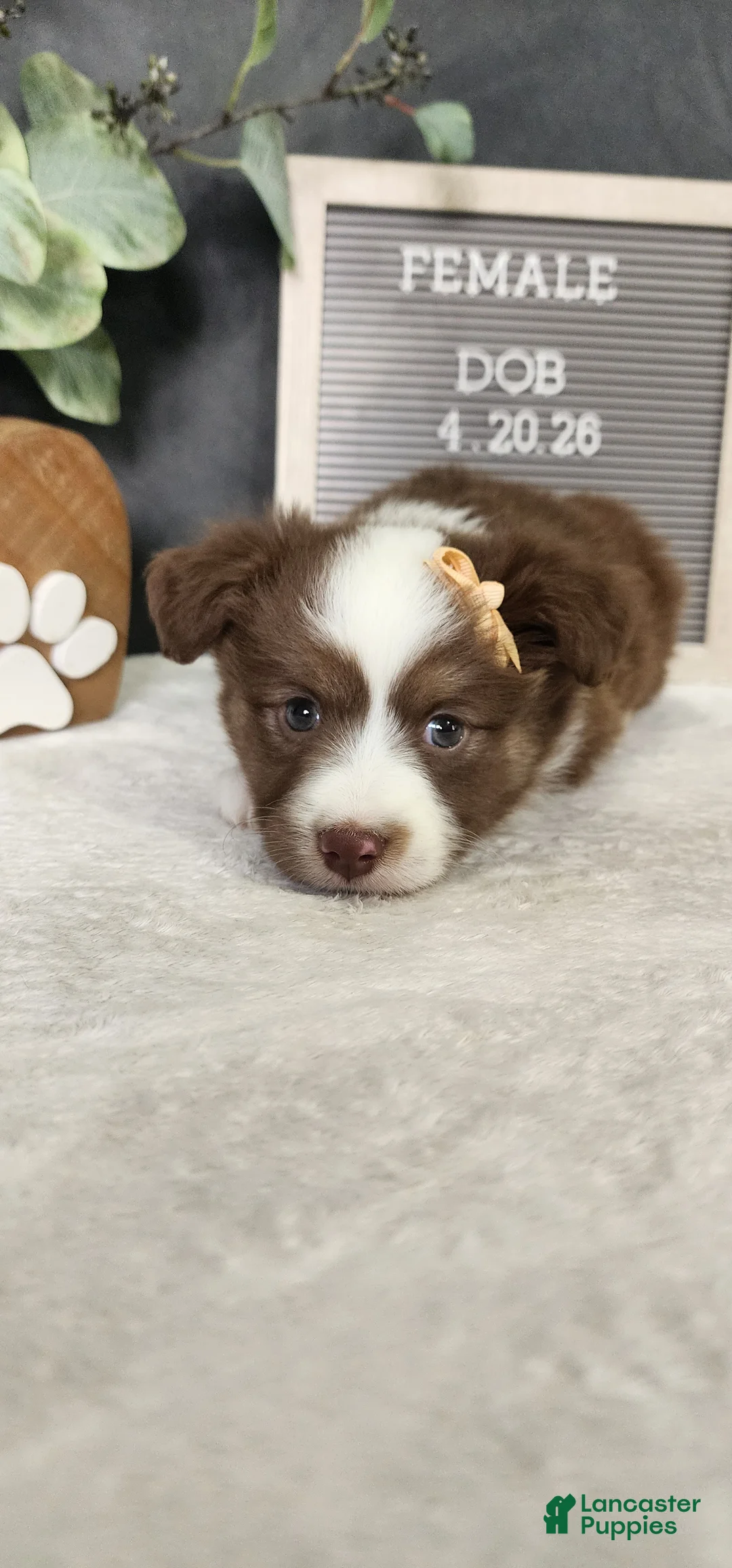 Miniature Australian Shepherd dogs for sale: Kara - Ad 2
