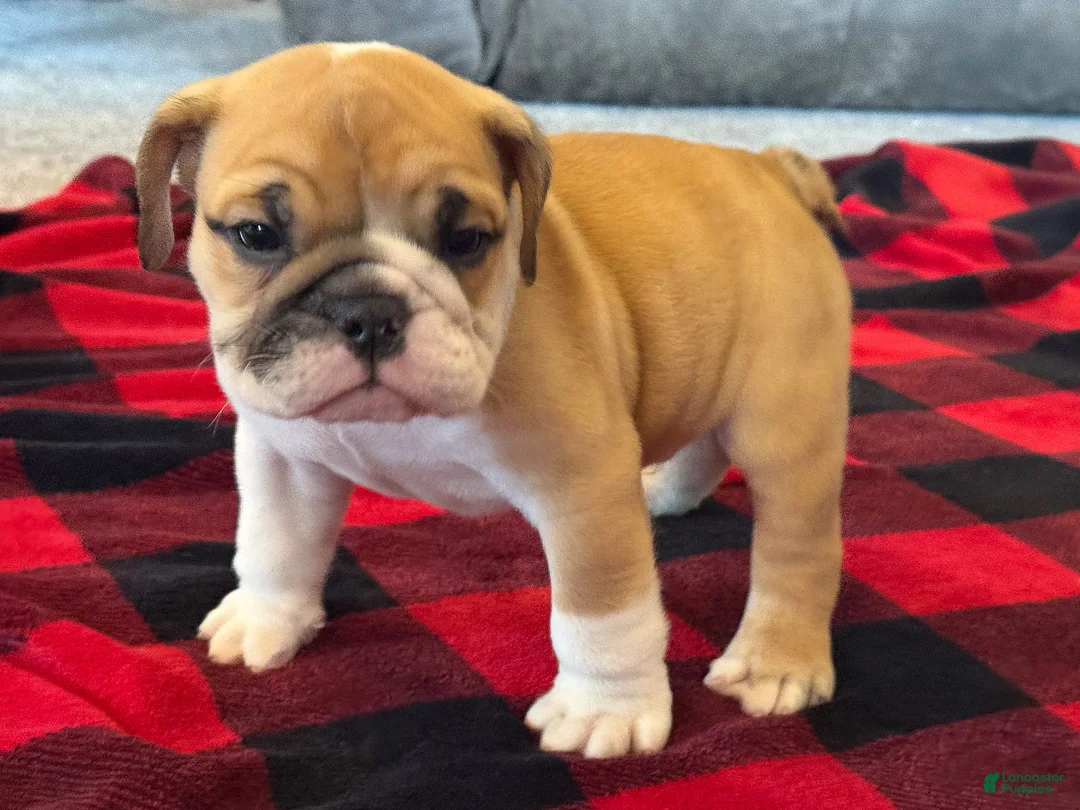 English Bulldog dogs for sale: Tyson - Ad 2