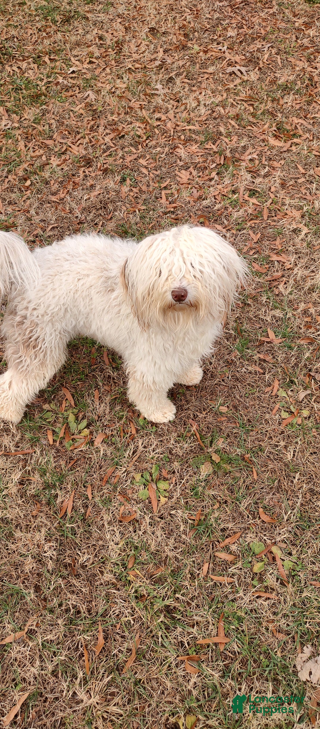 Mini Sheepadoodle dogs for sale: Buck - Ad 11
