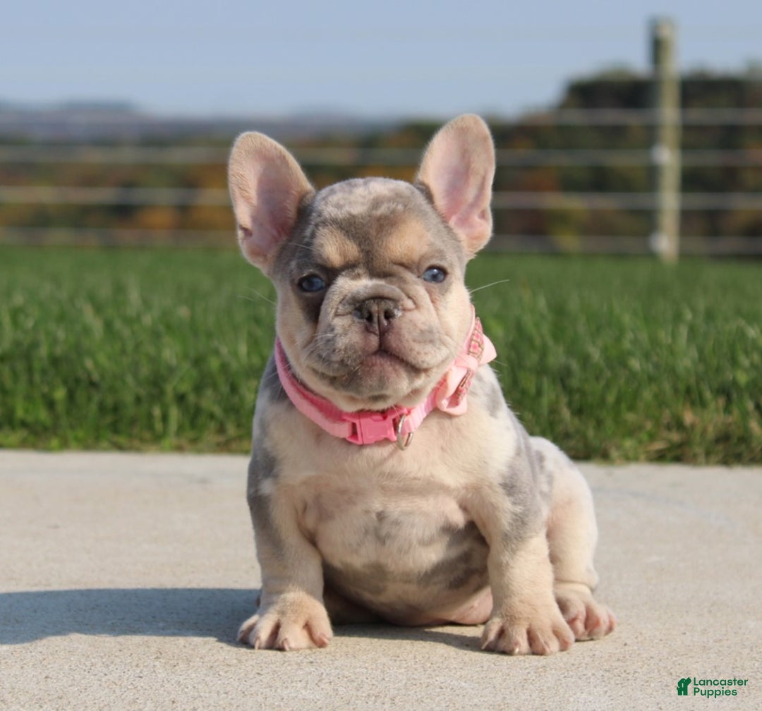 French Bulldog dogs for sale: Ava - Ad 2