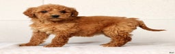Mini Goldendoodle dogs for sale: Laina - Ad 2