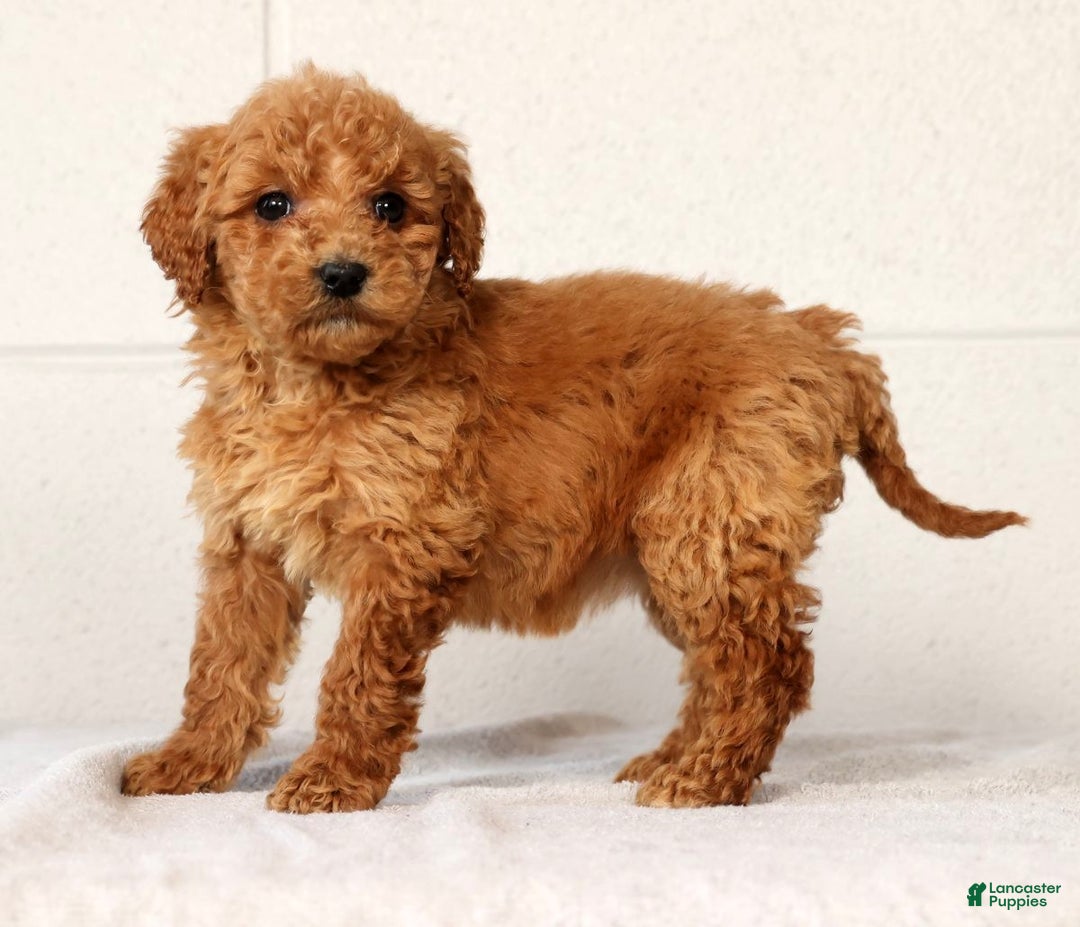 Mini Goldendoodle dogs for sale: Laina - Ad 2