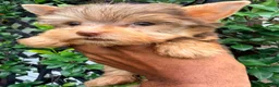 Yorkshire Terrier dogs for sale: Hershey - Ad 9