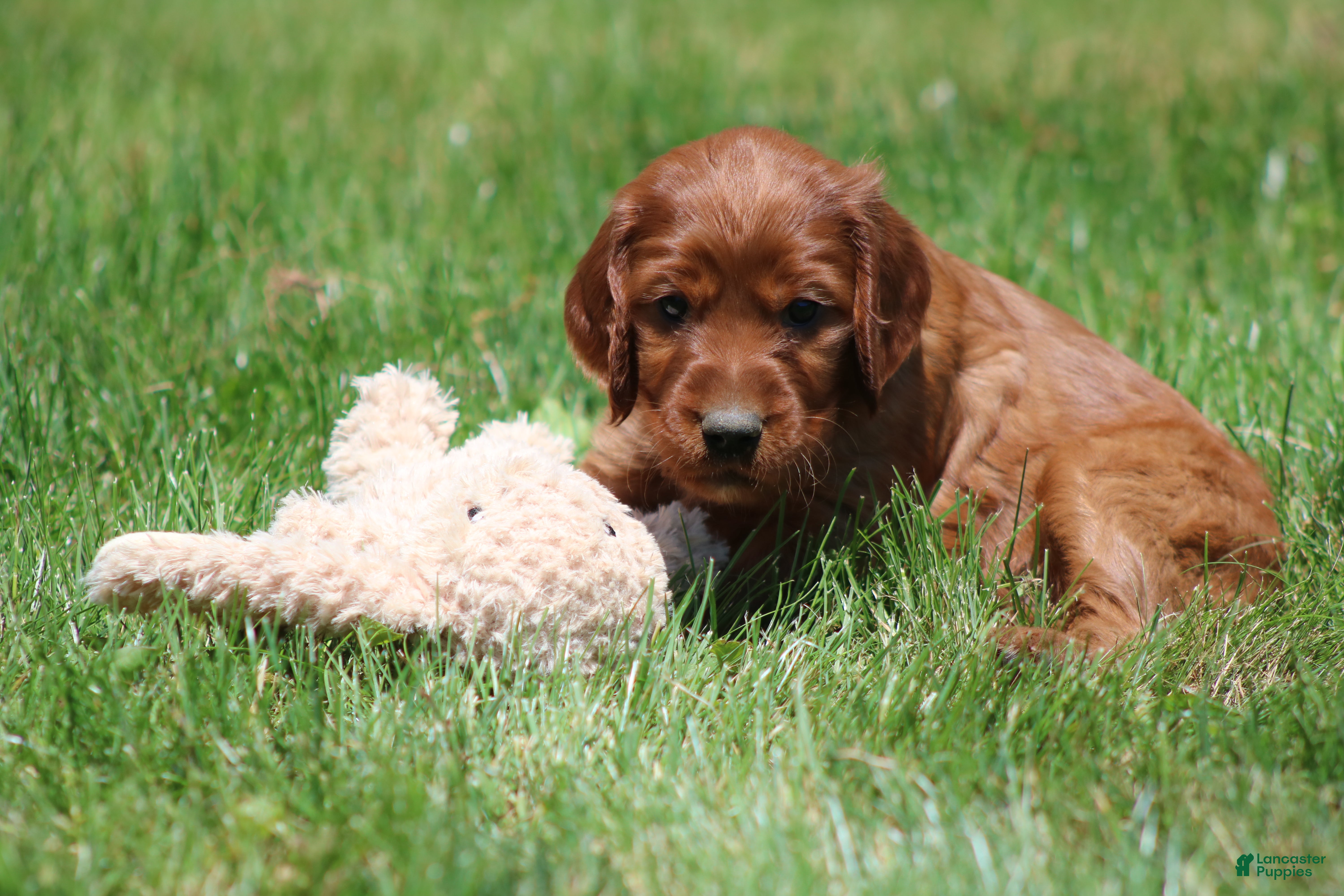 Irish Setter dogs for sale: Summer - Ad 5