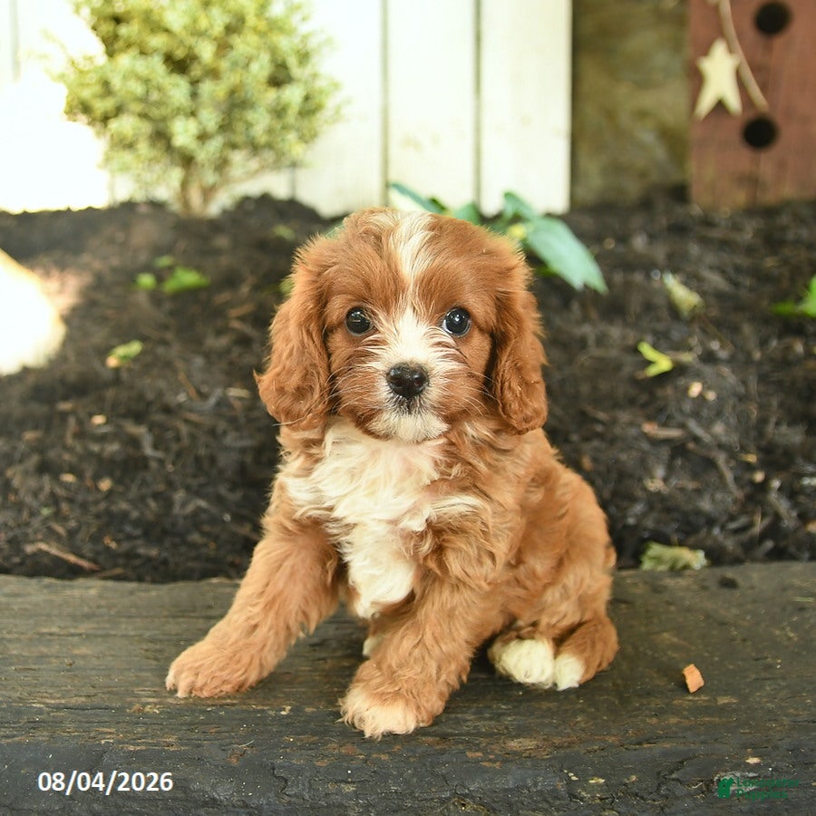 Cavapoo dogs for sale: Tulip  - Ad 1