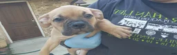 American Bully dogs for sale: Fawn Male - Ad 3