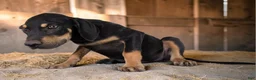 Catahoula Leopard Dog dogs for sale: MS 2026 Male 3 - Ad 2