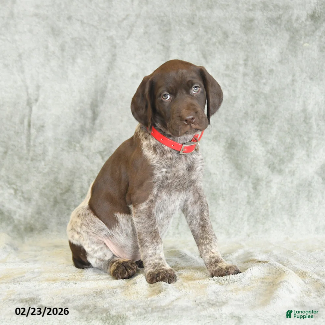 German Shorthaired Pointer dogs for sale: Butterfly - Ad 3
