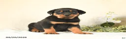 Rottweiler dogs for sale: Cody - Ad 5