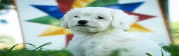 Mixed Breed dogs for sale: Smurf Munchkin Bernedoodle - Ad 4