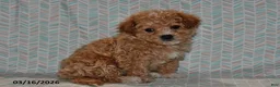 Maltipoo dogs for sale: Peaches - Ad 3