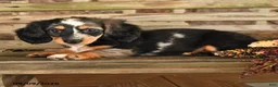 Dachshund dogs for sale: Britney - Ad 2