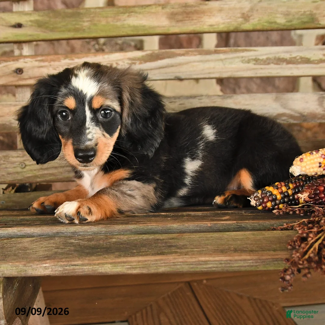 Dachshund dogs for sale: Britney - Ad 2