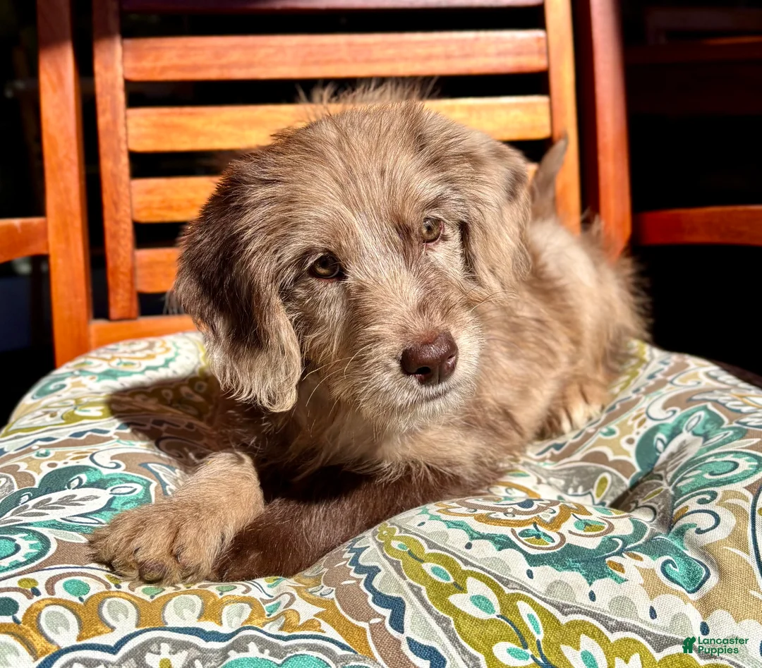 Labradoodle dogs for sale: Lilly - Ad 2