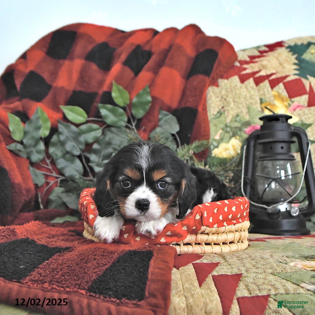 Cavalier King Charles Spaniel dogs for sale: Twila - Ad 1