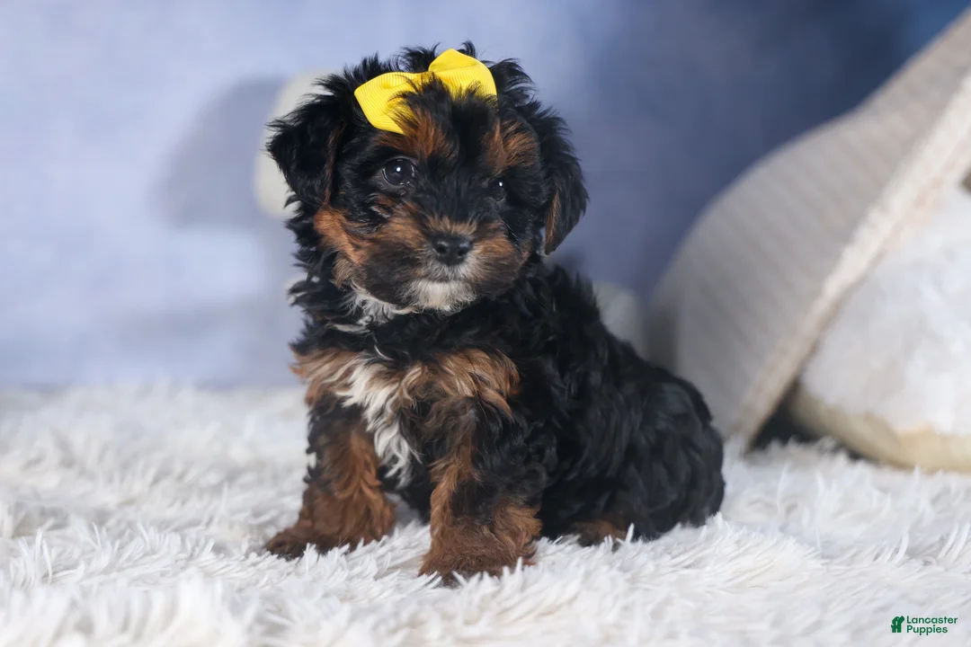 Yorkiepoo dogs for sale: JUDY - Ad 10
