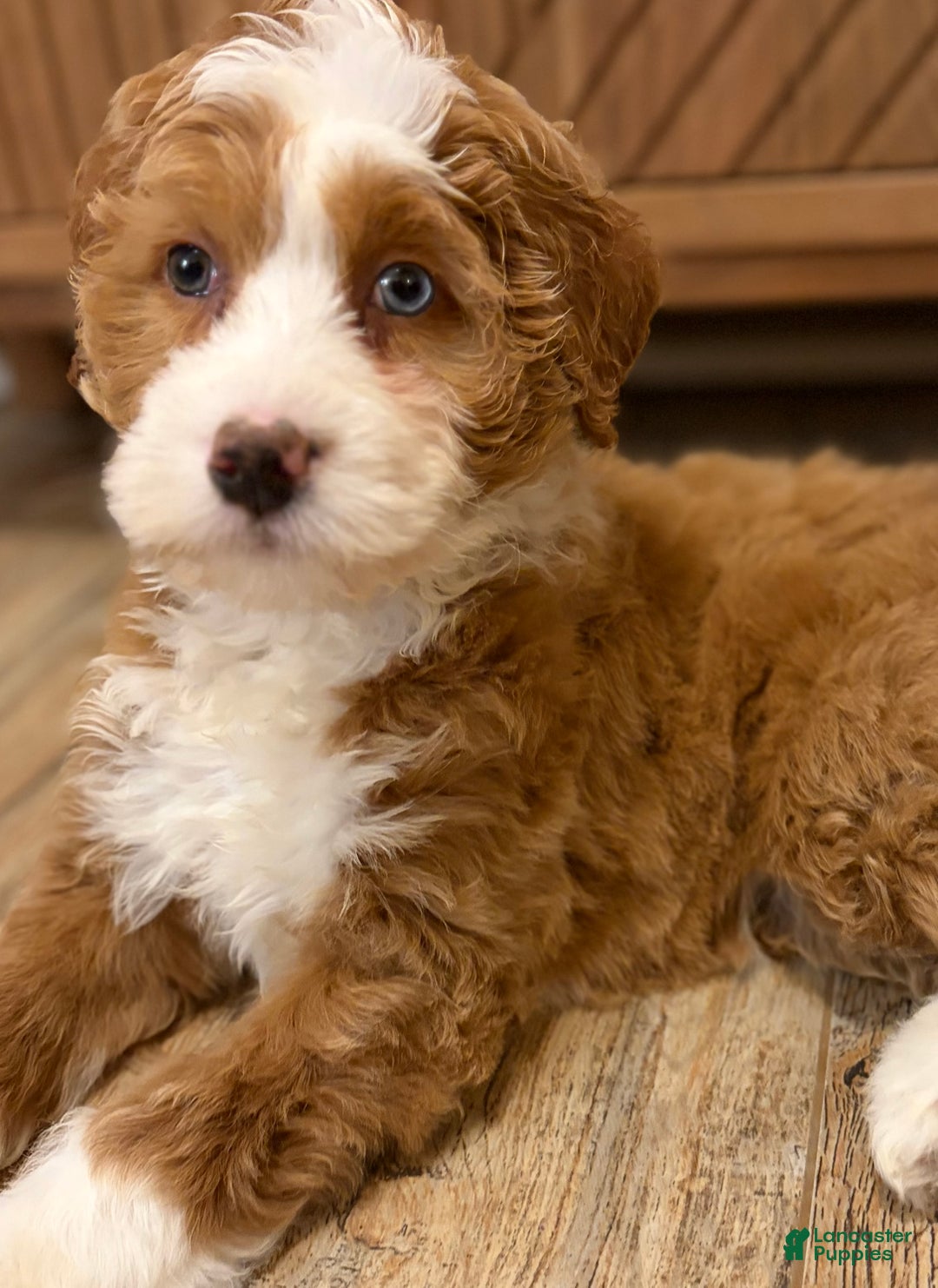 Mini Bernedoodle dogs for sale: 💗 IN BOSTON MASSACHUSETTS AREA 💗 RED AND WHITE GIRL WITH ONE BLUE EYE 💗 MINI BERNEDOODLE 💗 - Ad 4