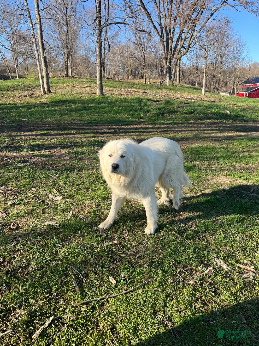 Great Pyrenees dogs for sale: Lucky - Ad 6