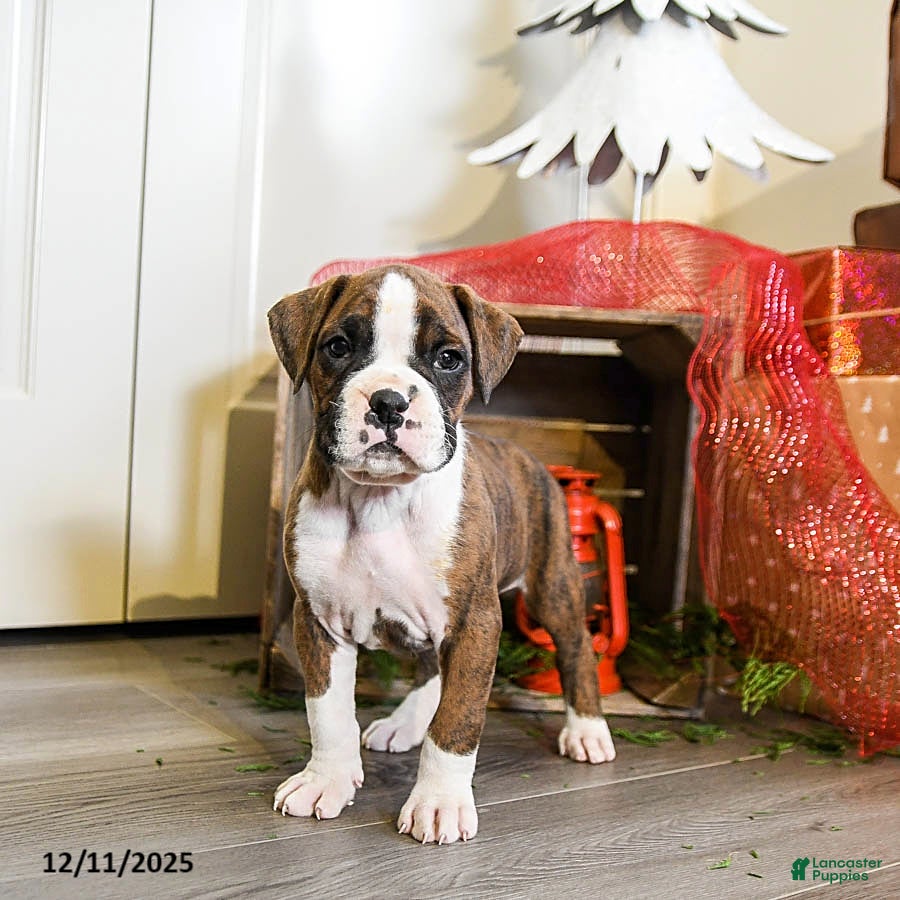 Boxer dogs Peanut  - Ad 28