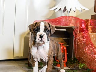 Boxer dogs Peanut - Ad 4