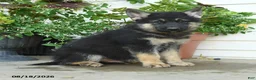 Gerberian Shepsky dogs for sale: Tigger - Ad 4