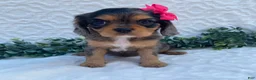 Cavalier King Charles Spaniel dogs for sale: Gloria- genetic clear - Ad 3