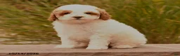 Toy Poodle dogs for sale: Sunshine - Ad 4