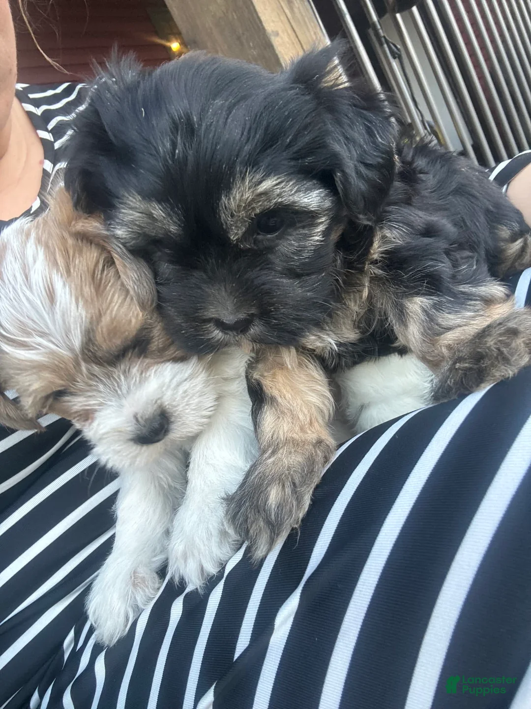 Gallery Image {{count}}