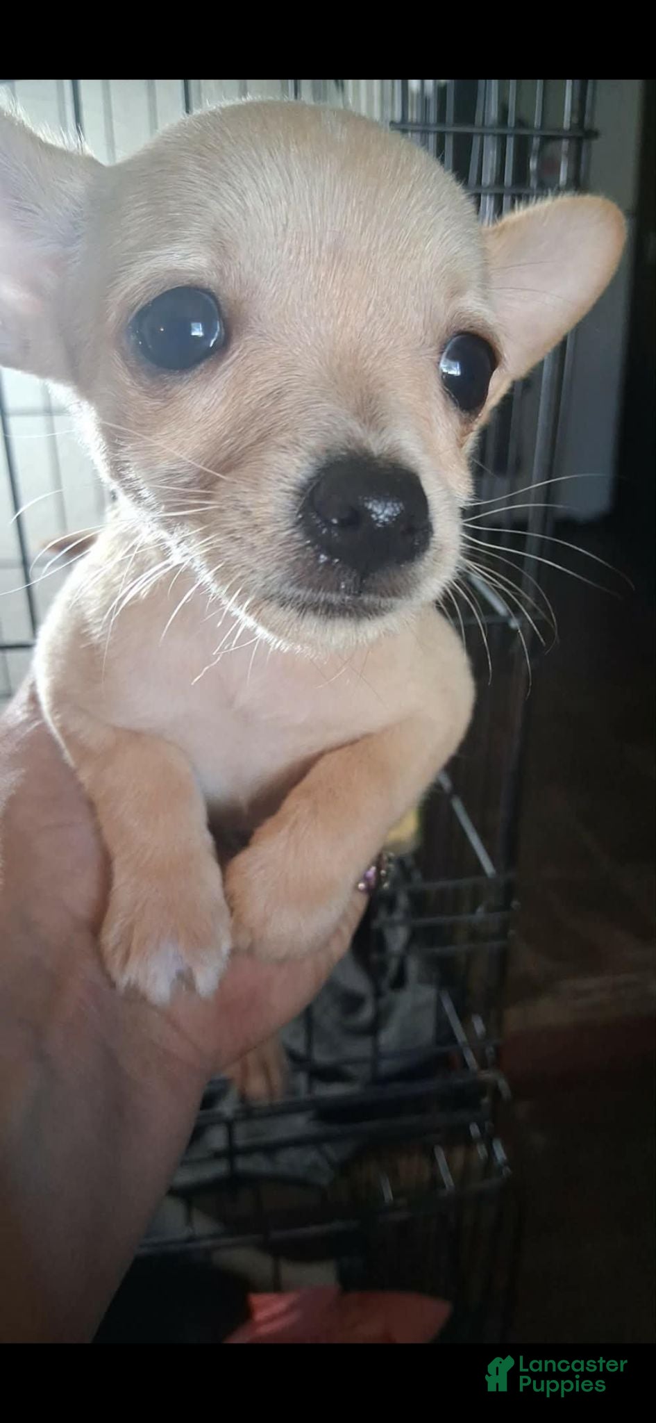 Chihuahua dogs Miracle  - Ad 15