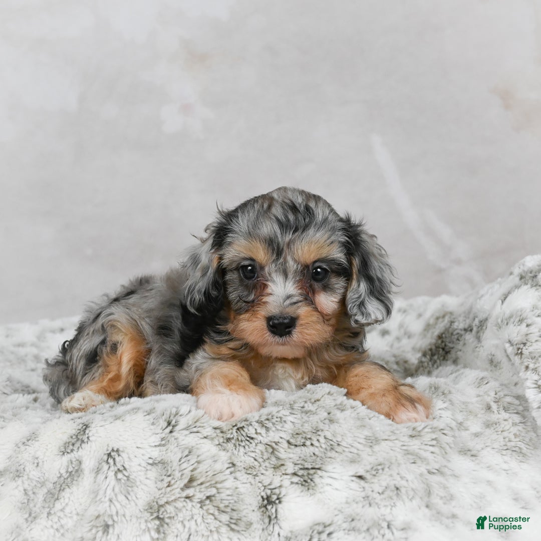 Cavapoo dogs for sale: Luna - Ad 6