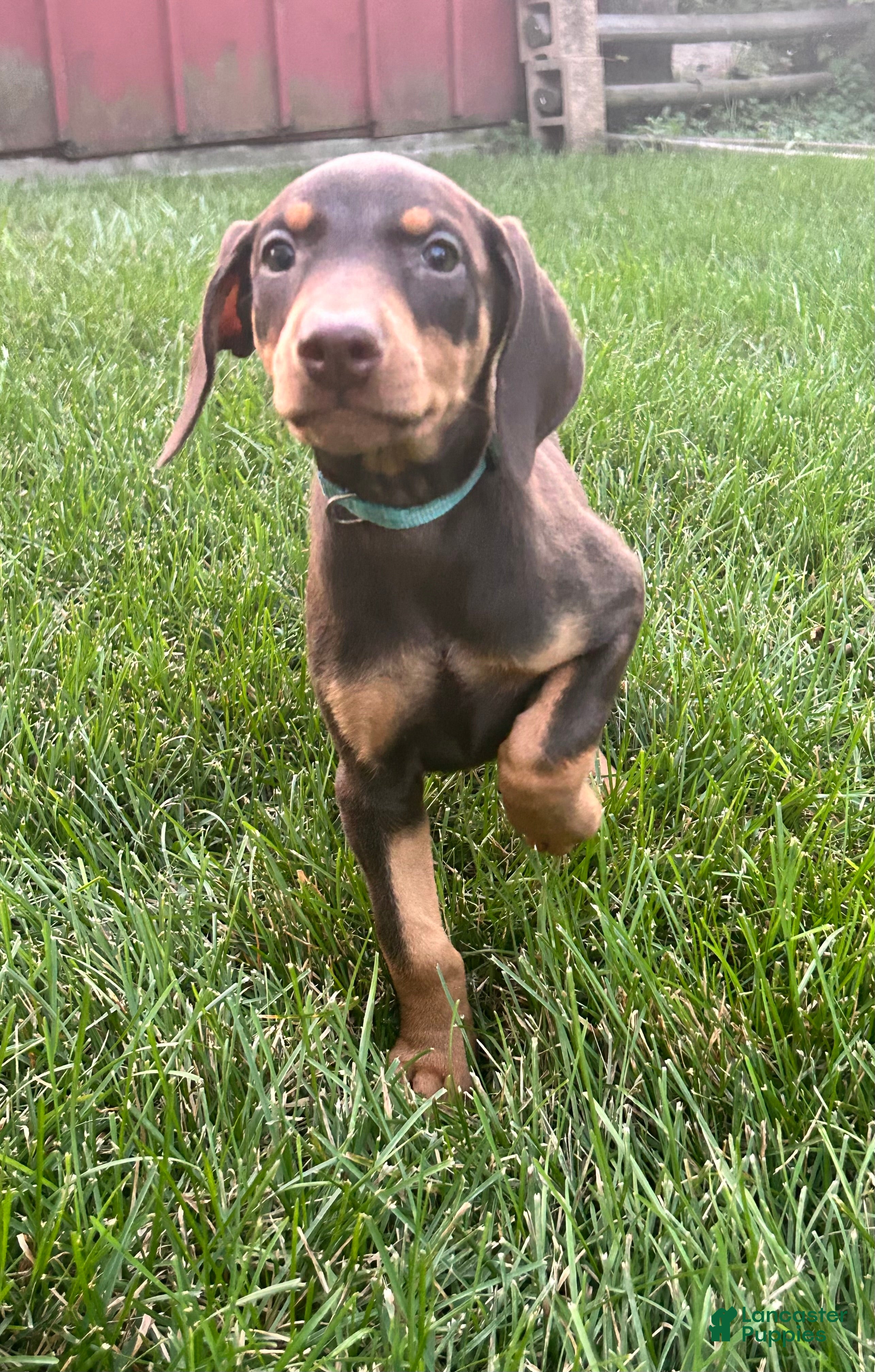 Doberman Pinscher dogs Blue collar  - Ad 2