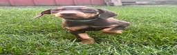 Doberman Pinscher dogs for sale: Blue collar  - Ad 2