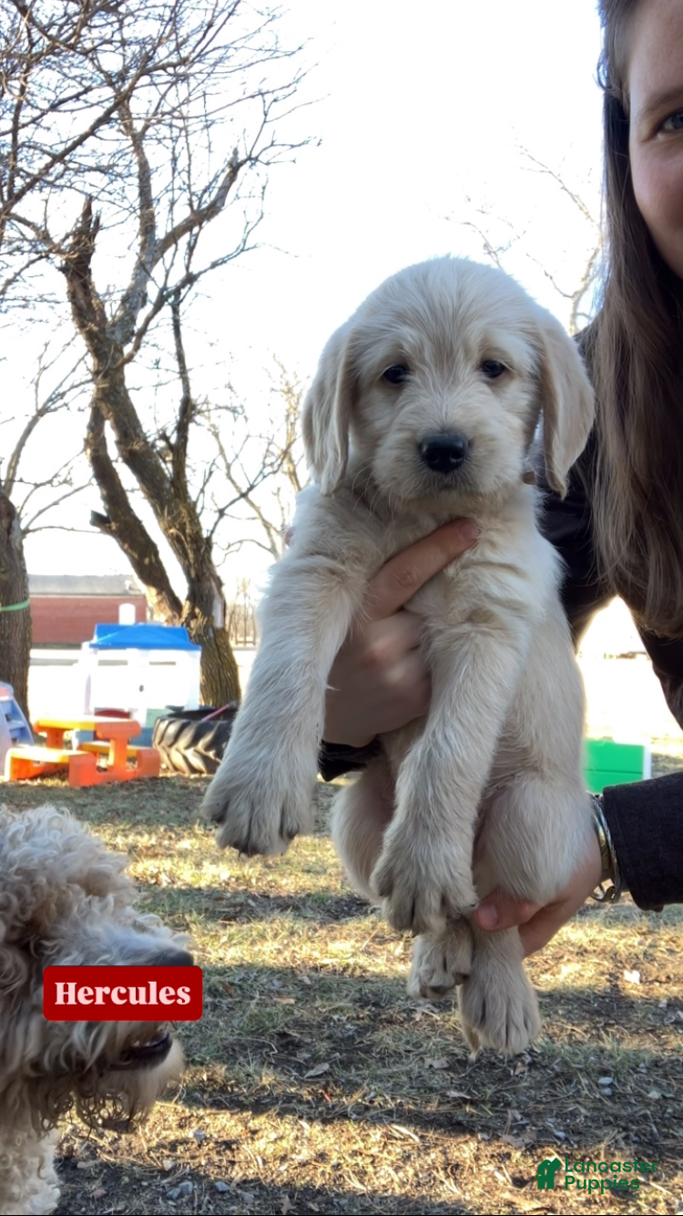 Labradoodle dogs Hercules - Ad 11