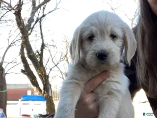 Labradoodle dogs Hercules - Ad 6