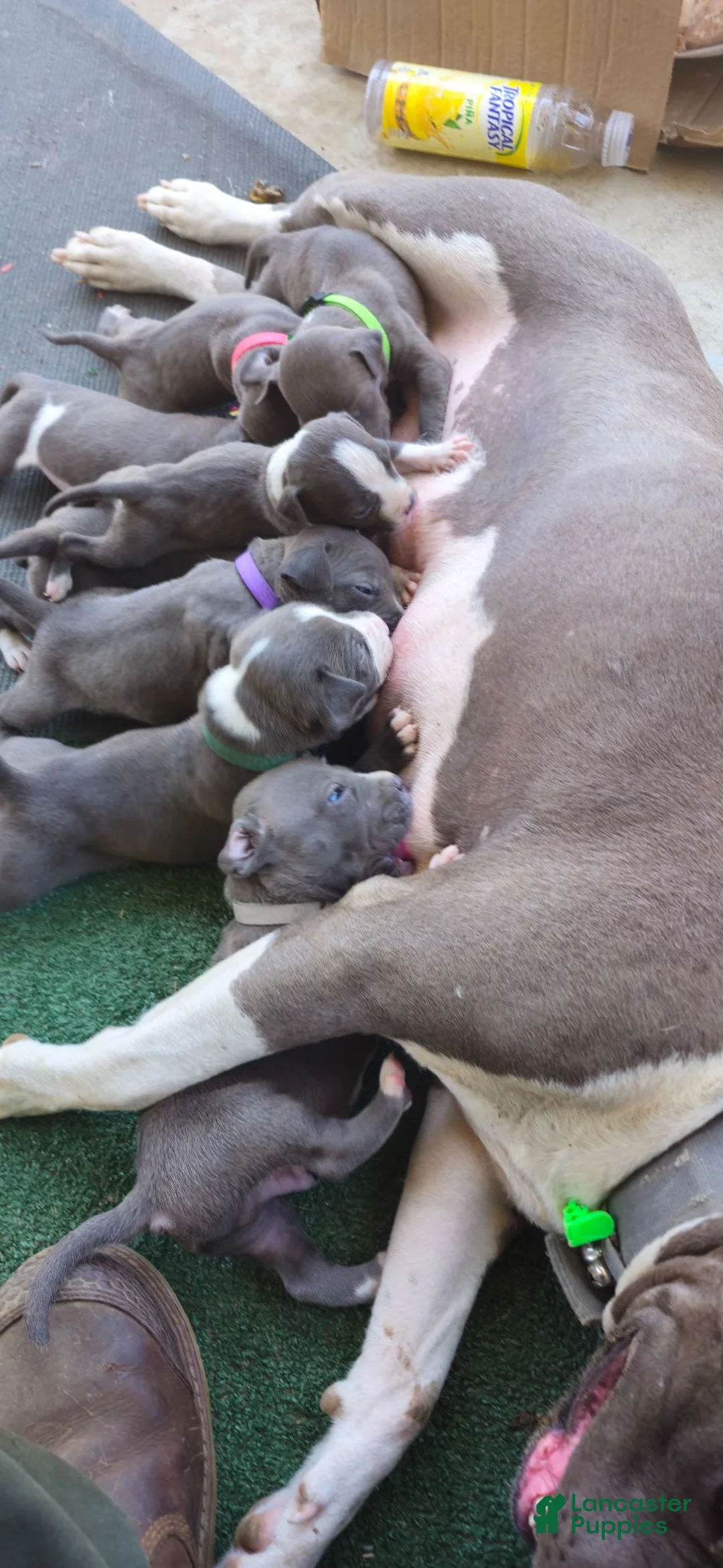 American Pit Bull Terrier dogs for sale: American Pit Bull Terrier 4 - Ad 6
