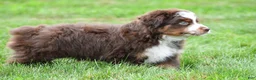 Miniature Australian Shepherd dogs for sale: Wendall - Ad 9