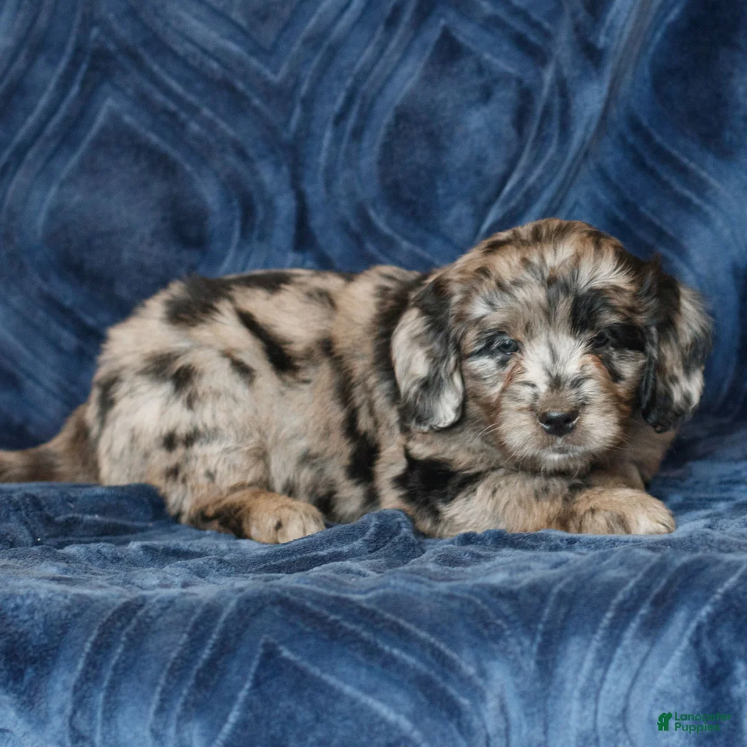 Mini Goldendoodle dogs for sale: Kendra  - Ad 2