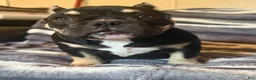American Bully dogs for sale: Sarah  - Ad 4