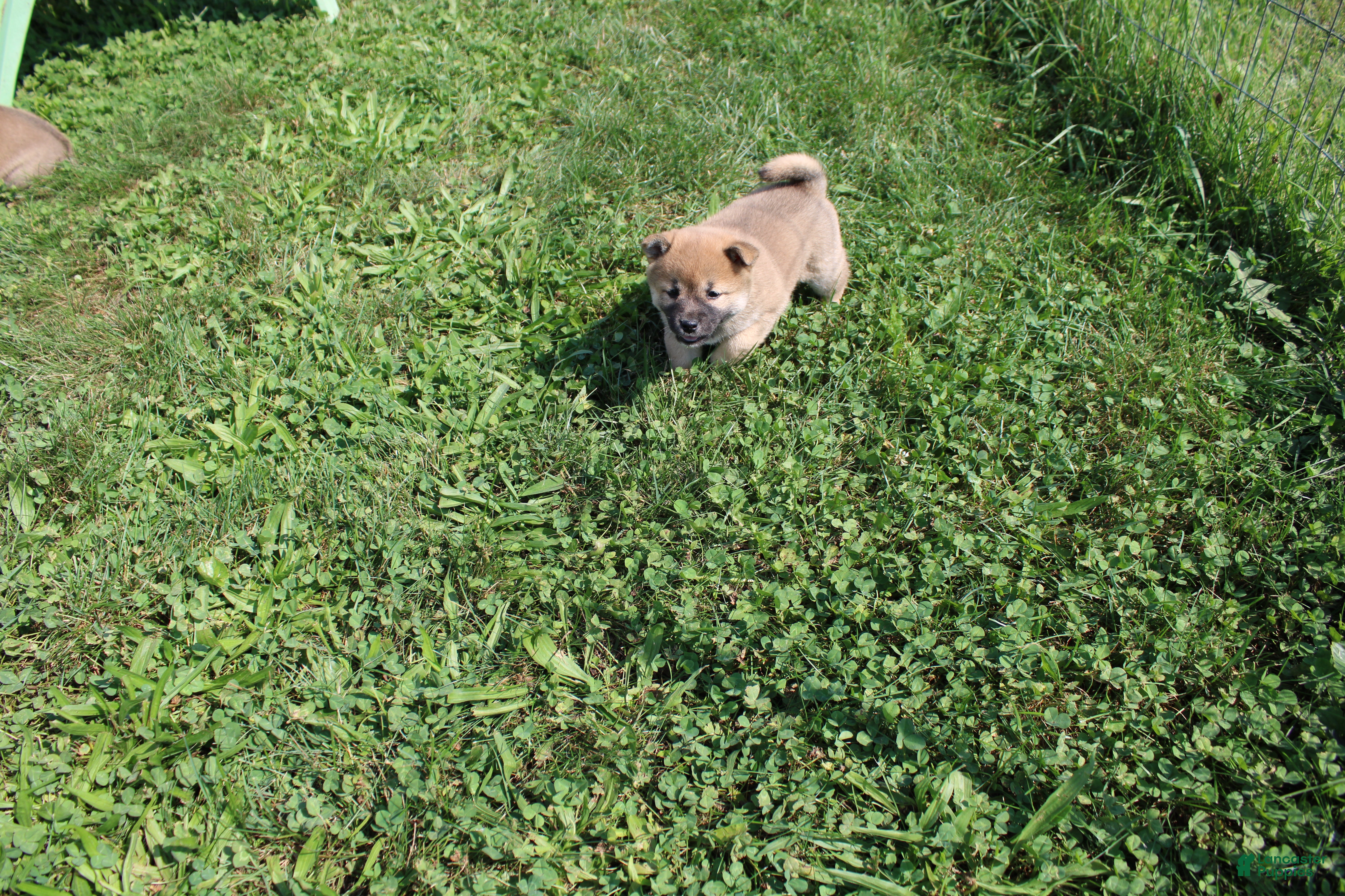 Shiba Inu dogs Chili - Ad 2