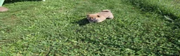 Shiba Inu dogs for sale: Chili - Ad 2