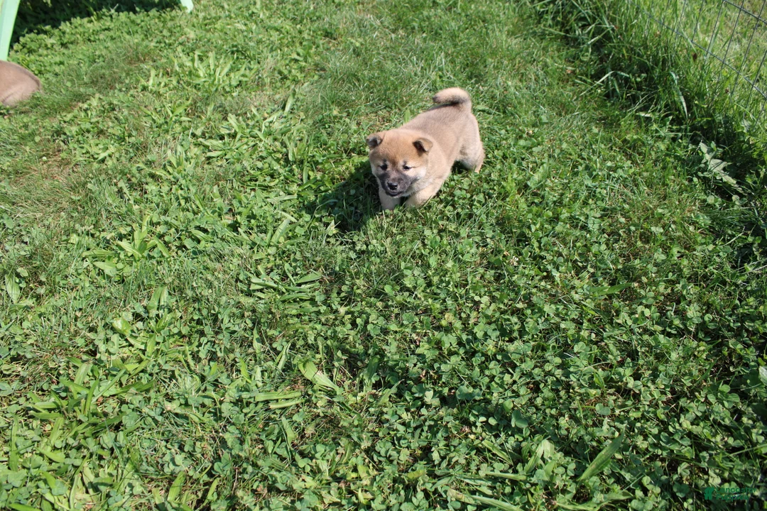 Shiba Inu dogs for sale: Chili - Ad 2
