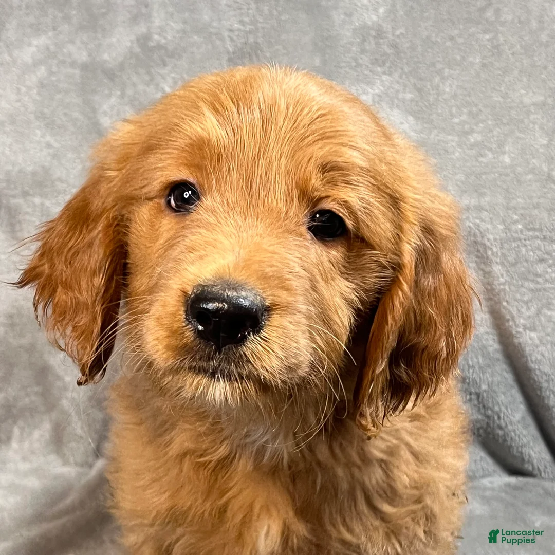 Goldendoodle dogs for sale: Lane - Ad 4