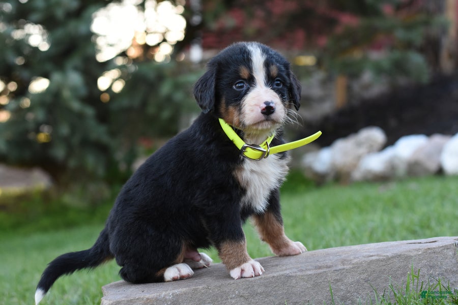 Bernese Mountain Dog dogs for sale: Bronx - Ad 1