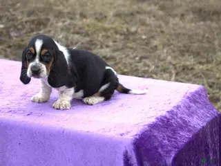 Basset Hound dogs Angel - Ad 6