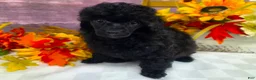 Toy Poodle dogs for sale: Standish - Ad 7