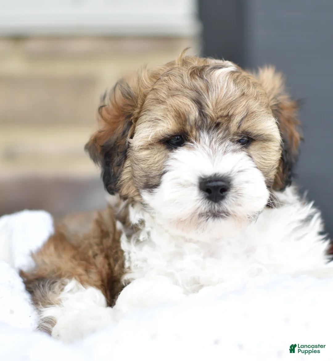 Mixed Breed dogs for sale: Tommy - Ad 1