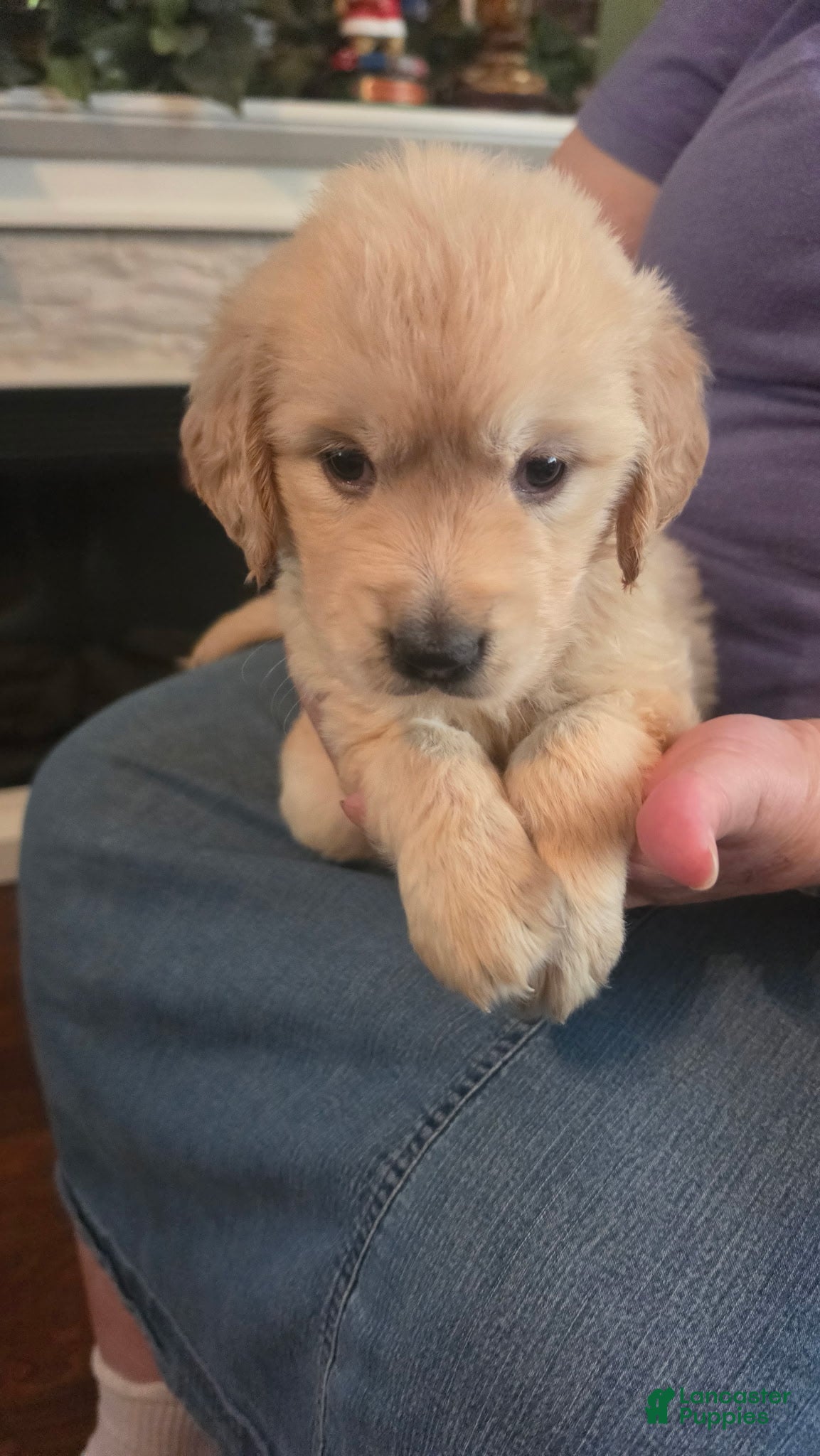 Golden Retriever dogs Pearl - Ad 1