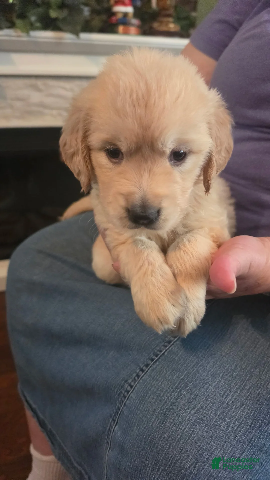 Golden Retriever dogs for sale: Pearl - Ad 1