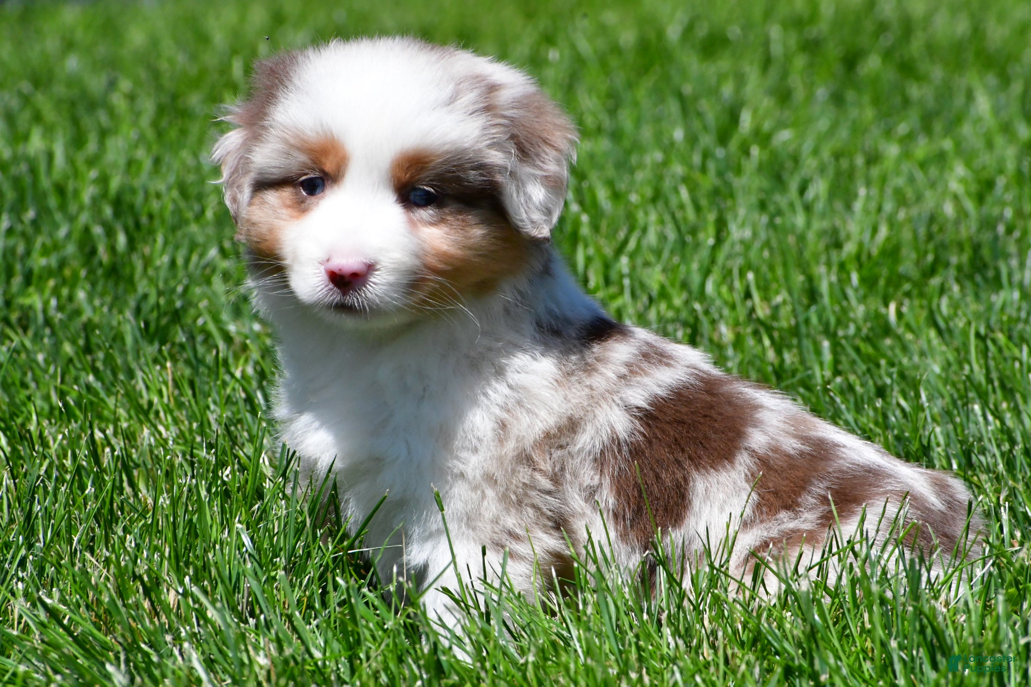 Miniature Australian Shepherd dogs for sale: Crystal - Ad 4