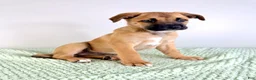 Mixed Breed dogs for sale: Diesel - Ad 5